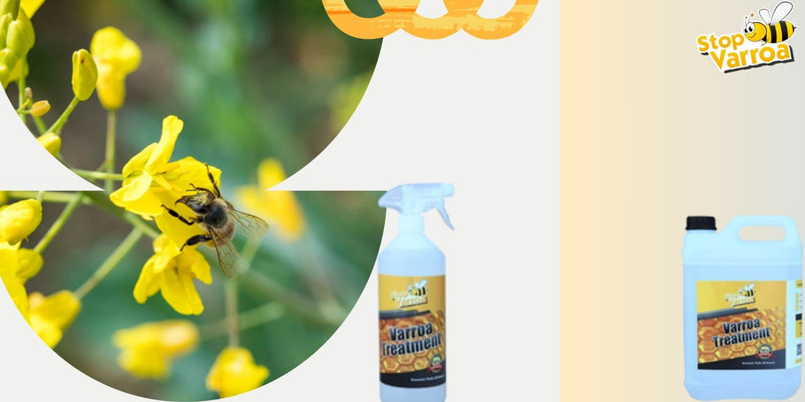 Numatykite Varroa buvimą ir efektyviai apsaugokite mūsų bites