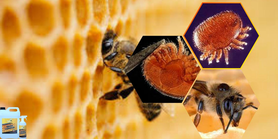Kaip apsaugoti savo bites nuo varozės erkių?