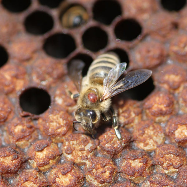 Išsaugokime bites: viskas, ką reikia žinoti apie Varroa ir jos keliamus pavojus