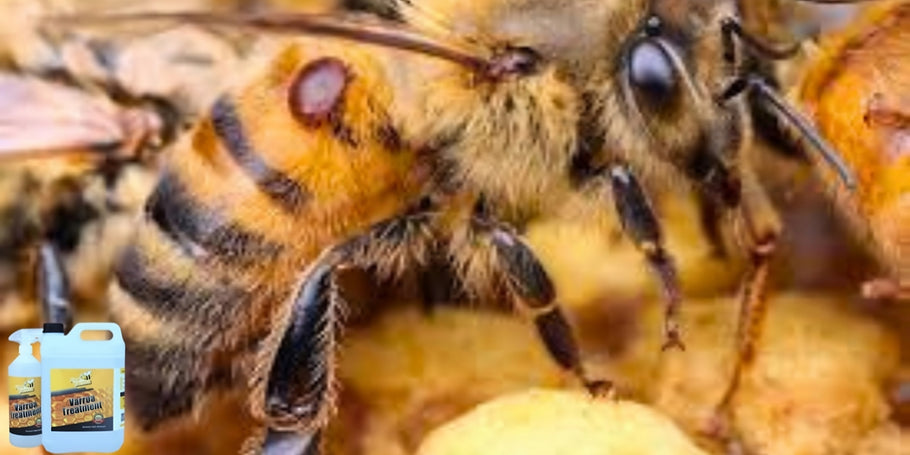 Inovacija bičių apsaugoje: Varroa priešininkas, kuris keičia žaidimo taisykles