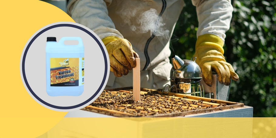 Kova su Varroa erkėmis: svarbiausi momentai siekiant apsaugoti bičių sveikatą