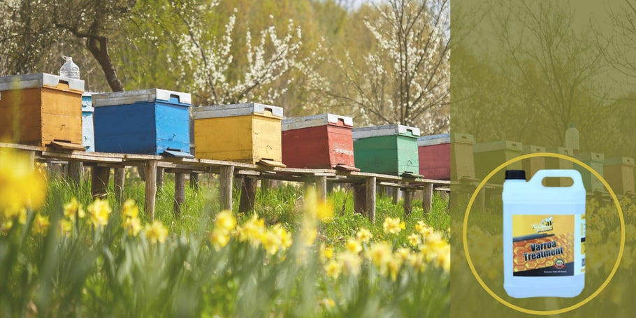 Varroa iššūkio įveikimo strategijos: bičių avilio kronikos