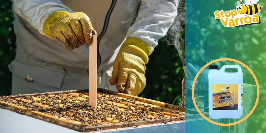 Varroa gydymas: kada turėtumėte imtis veiksmų, kad išgelbėtumėte savo bites?