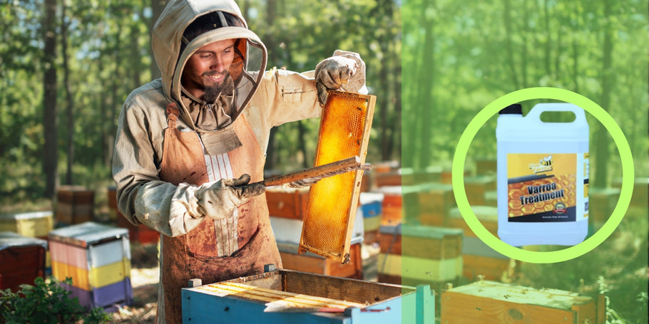 Gydymas nuo varozės: apsaugokite savo bites ir padidinkite medaus gamybą