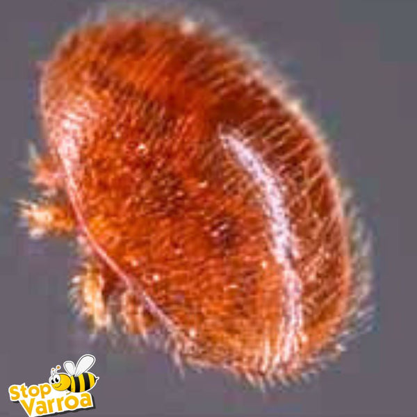 Kaip Varroa naikina bites