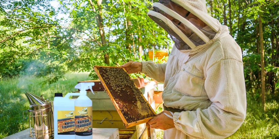Varroa erkės: grėsmė bitėms, sprendimai bitininkams