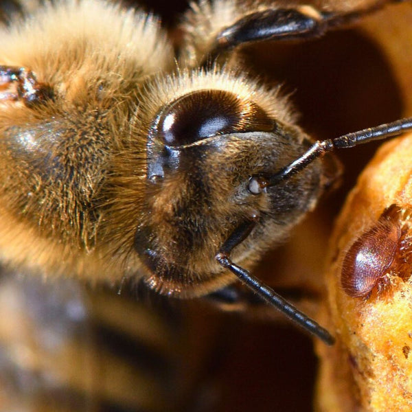 Veiksmingiausi produktai ir metodai nuo Varroa